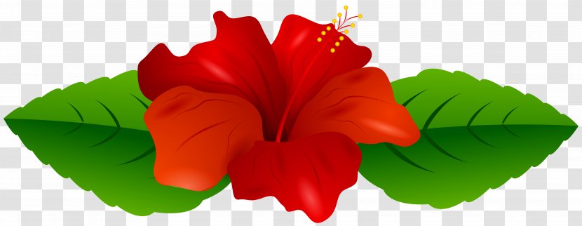 Shoeblackplant Flower Mallows Clip Art - Color - Hibiscus Transparent PNG