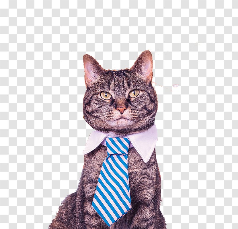 Catification: Designing A Happy And Stylish Home For Your Cat (and You!) Catify To Satisfy: Simple Solutions Creating Cat-Friendly Pet Organization - American Shorthair - Tie Transparent PNG