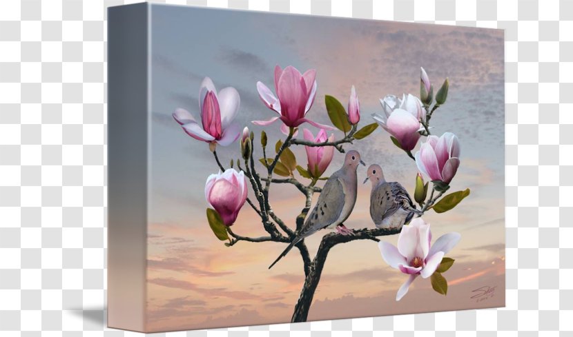 Still Life Photography - Magnolia Family - Tree Transparent PNG