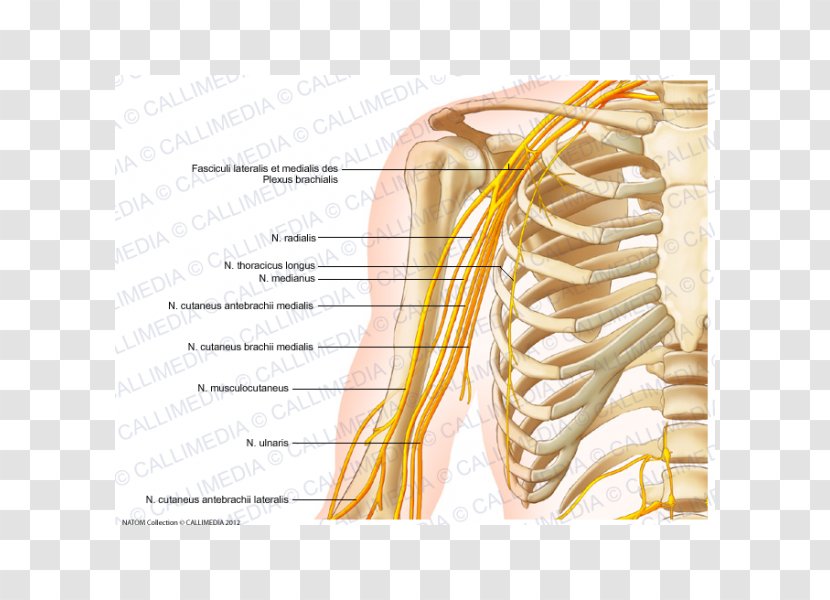Nervous System Nerve Arm Human Body Anatomy - Cartoon Transparent PNG