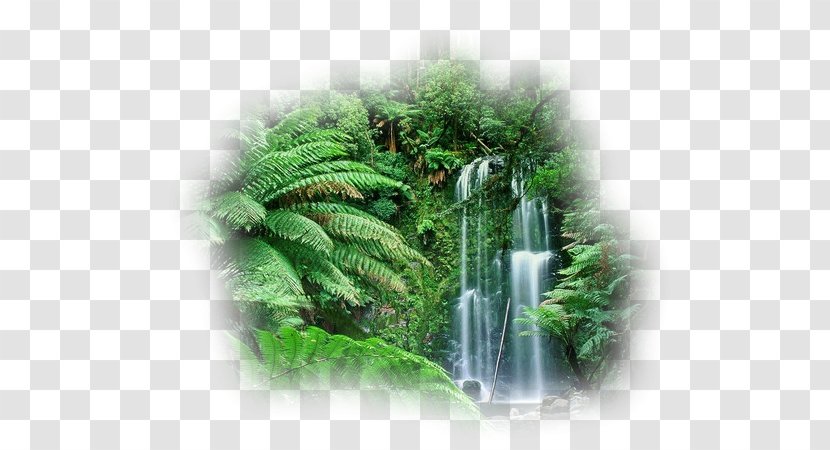 Cloud Forest Amazon Rainforest Australia Tropical - Rain Transparent PNG