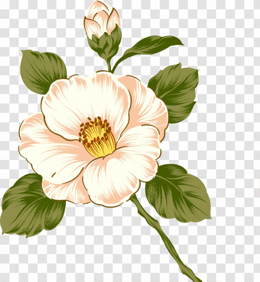 Drawing Painting Flower - Plant - White Roses Transparent PNG