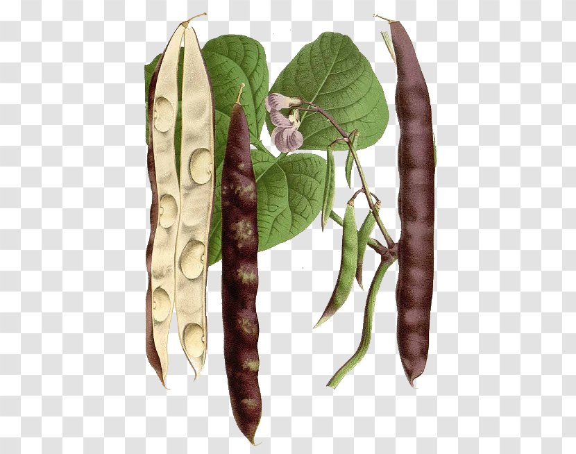 Legume Market Garden Food Crop Pea - Common Bean - Cucumis Sativus Transparent PNG