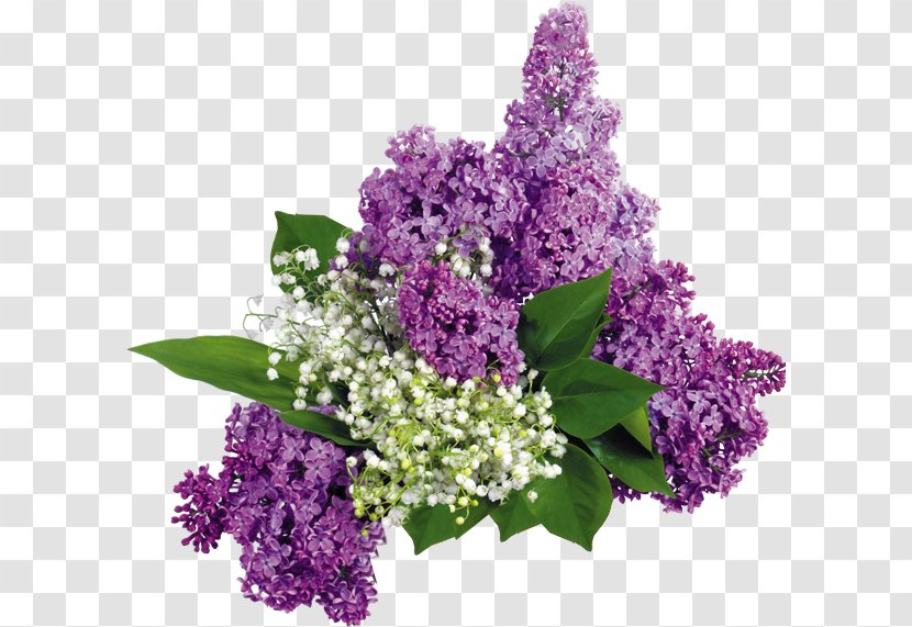 Common Lilac Flower Garden Les Lilas - Blume Transparent PNG