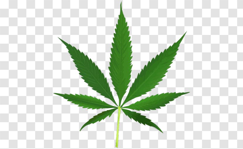 Cannabis Sativa Hemp - Shop Transparent PNG