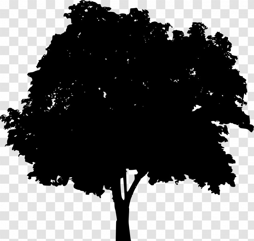 Brittany Silhouette - Photography - Tree Transparent PNG