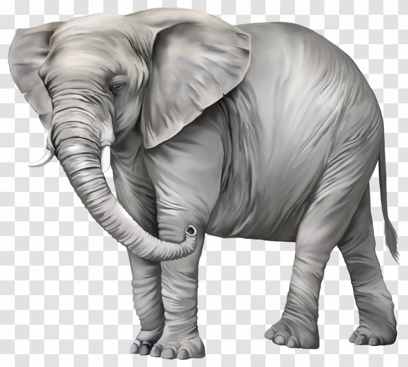 Asian Elephant Clip Art - Snout - Watercolor Transparent PNG
