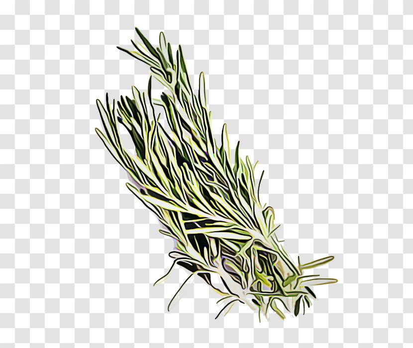 Rosemary - Elymus Repens Herb Transparent PNG