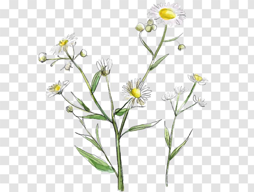 Clip Art - Flowering Plant - Data Transparent PNG