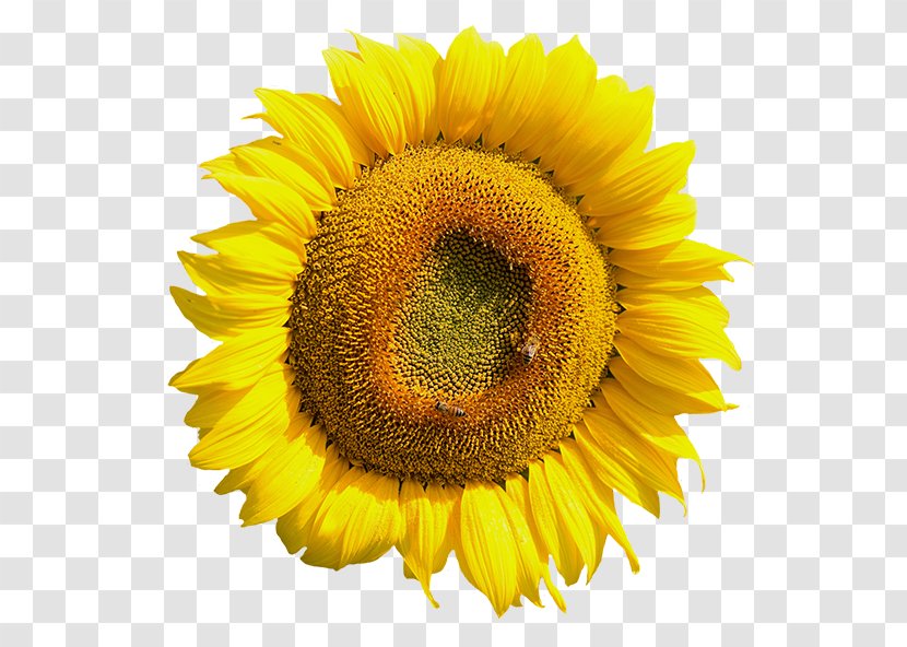 Common Sunflower - Flower Transparent PNG