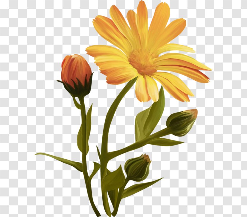 Common Daisy Cut Flowers Clip Art Petal - Linkback - Flower Transparent PNG