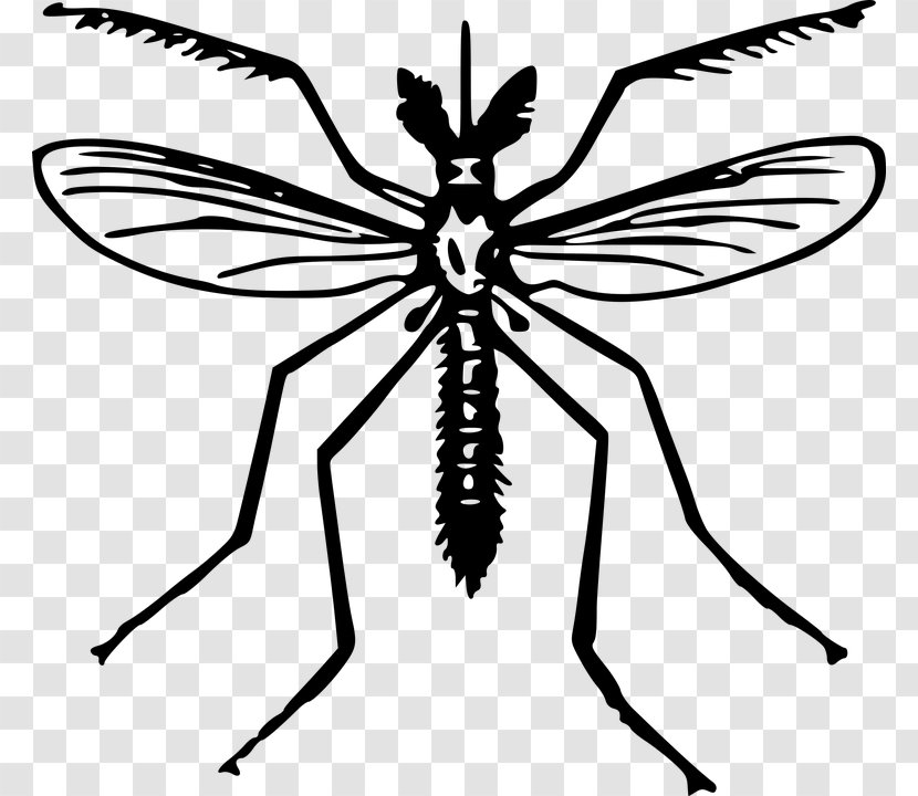 Yellow Fever Mosquito Insect Clip Art - Organism Transparent PNG