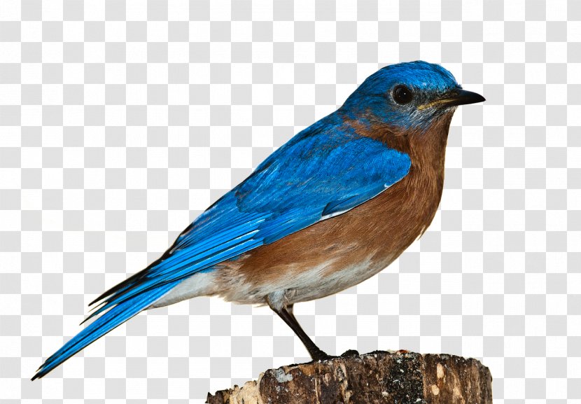 Bluebird - Wing - Flock Transparent PNG