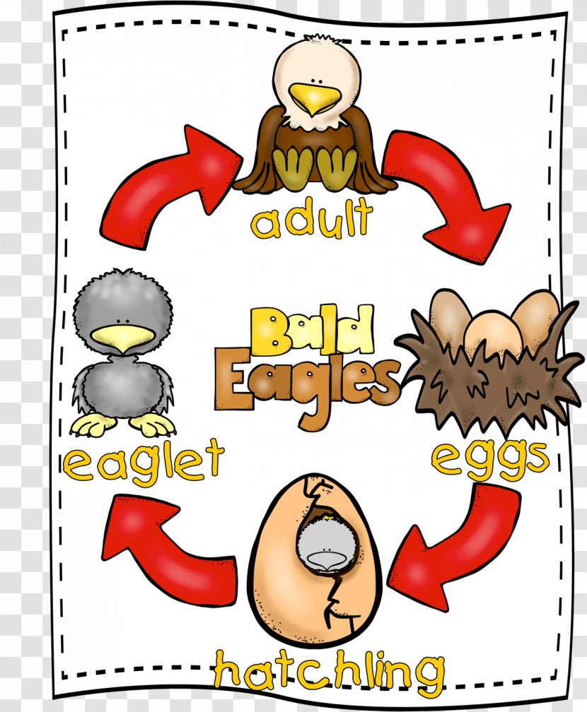 Chicken As Food Butterfly Biological Life Cycle First Grade - Text Transparent PNG