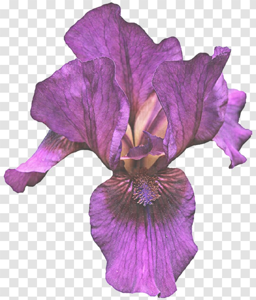 Flowering Plant Flower Petal Purple Violet - Orris Root Cut Flowers Transparent PNG