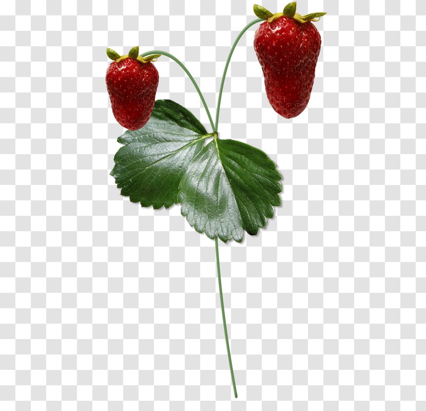 Strawberry Fruit Berries Tomato Transparent PNG