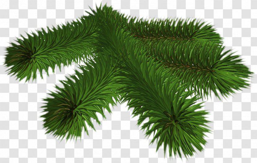 Pine Spruce Conifers Fir Needle - Information - Winter Transparent PNG