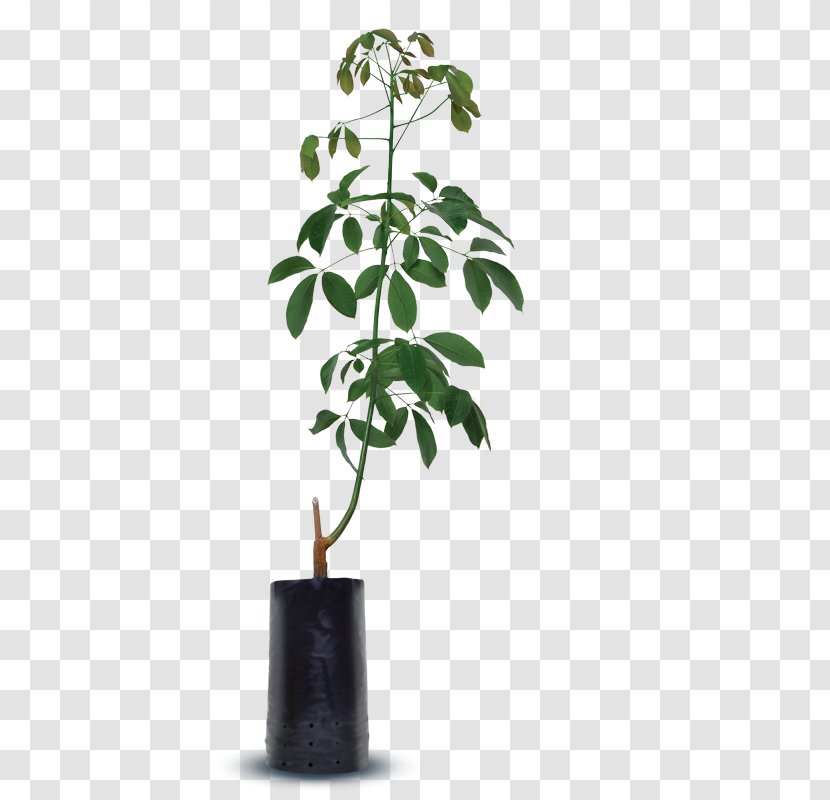 Flowerpot Houseplant Plant Stem - Tree Transparent PNG