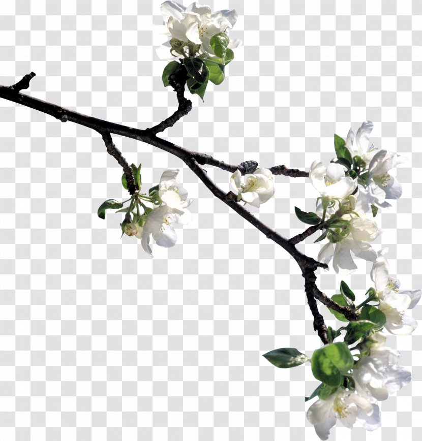 Flower Blossom Tree - Photography - Lily Transparent PNG