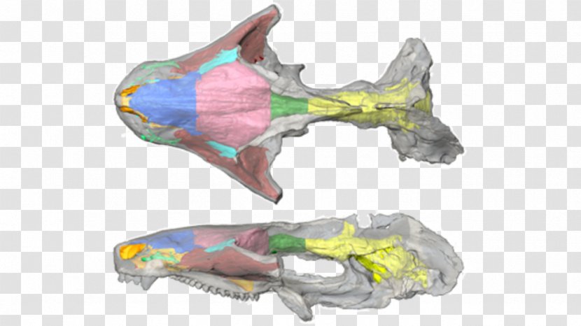 Museum Of Comparative Zoology Maxillary Sinus Harvard Department Organismic And Evolutionary Biology - Blue - President Fellows College Transparent PNG