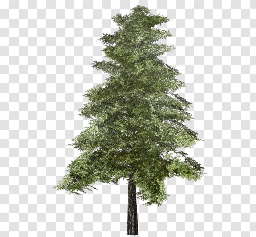 Spruce Tree Fir Pine Larch - Biome Transparent PNG