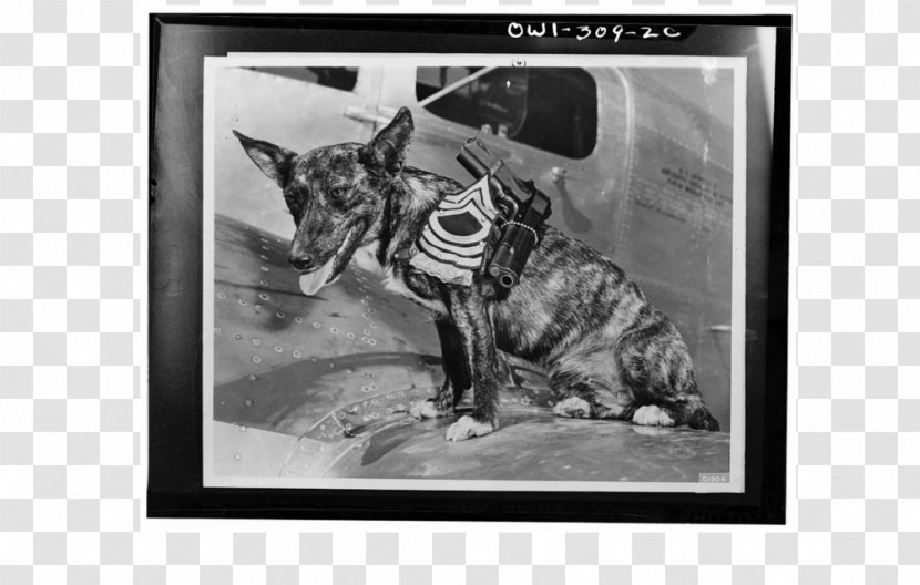 Blog Dog History Photography - Lost In Space Transparent PNG