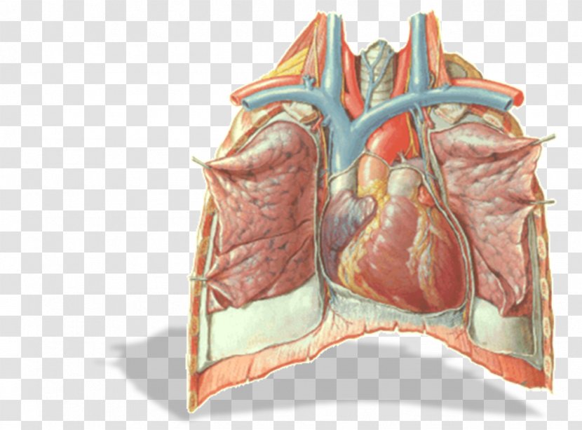 Phrenic Nerve Vagus Mediastinum Pulmonary Pleurae - Tree - Heart Transparent PNG