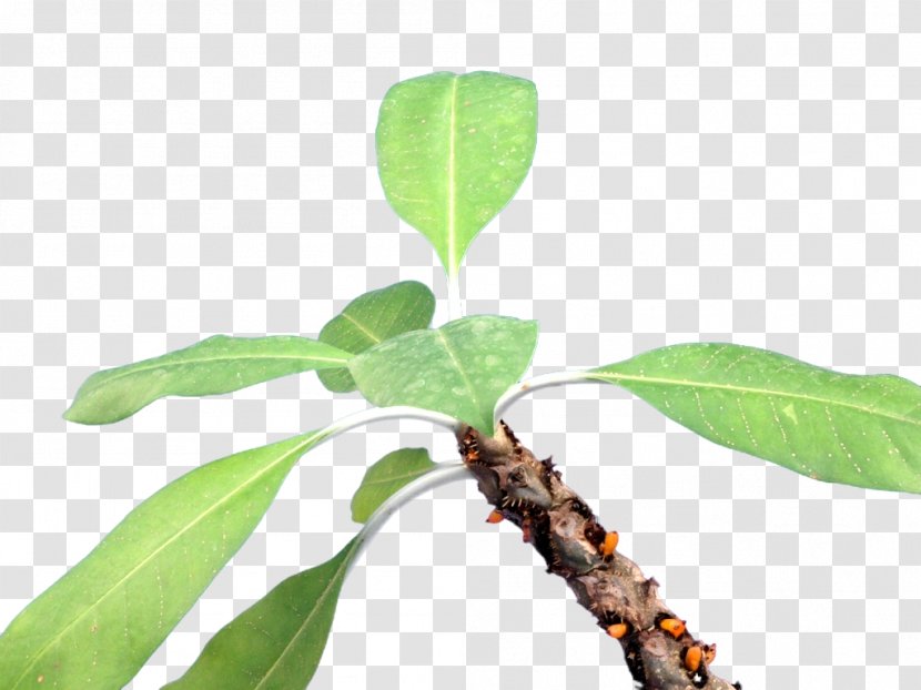 Myrmecodia Tuberosa Plant Stem Leaf Branching Transparent PNG