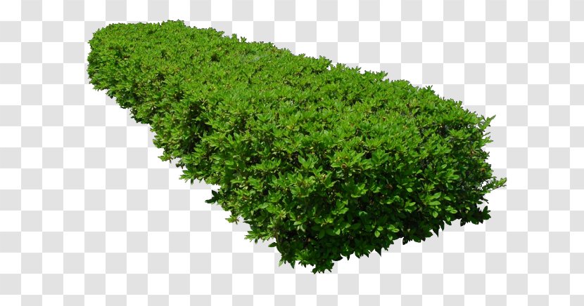 Shrub Treelet Hedge Pruning - Tree Transparent PNG