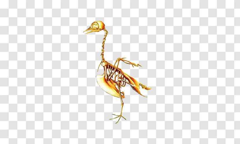 Bird Jiahu U808cu8089u548cu9aa8u9abc Gudi Bone - Watercolor - Skeleton Transparent PNG