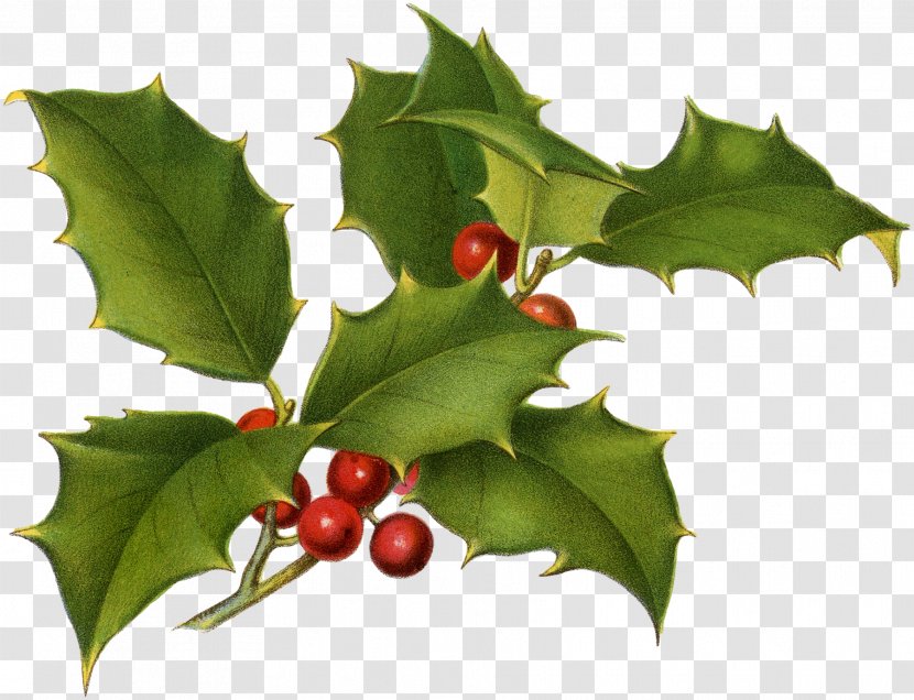 Common Holly Christmas Drawing Botany Printing - Fruit - Greenery Watercolour Transparent PNG