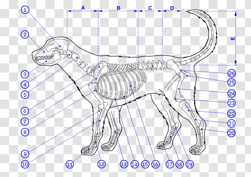 Dog Anatomy Cat Skeleton - Frame Transparent PNG
