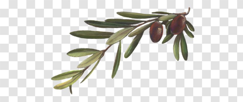 Olive Branch Plant Mirror Oil Leaf - Fruit Transparent PNG