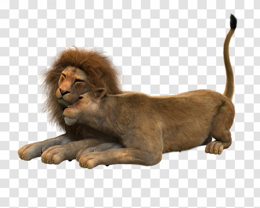 Lion - Terrestrial Animal - Wildlife Transparent PNG