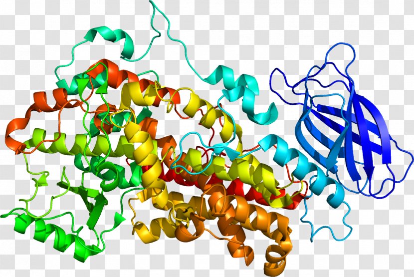 Lipoxygenase ALOX12 ALOX15 Arachidonic Acid 12-Hydroxyeicosatetraenoic - Docosapentaenoic - Human Aging Transparent PNG