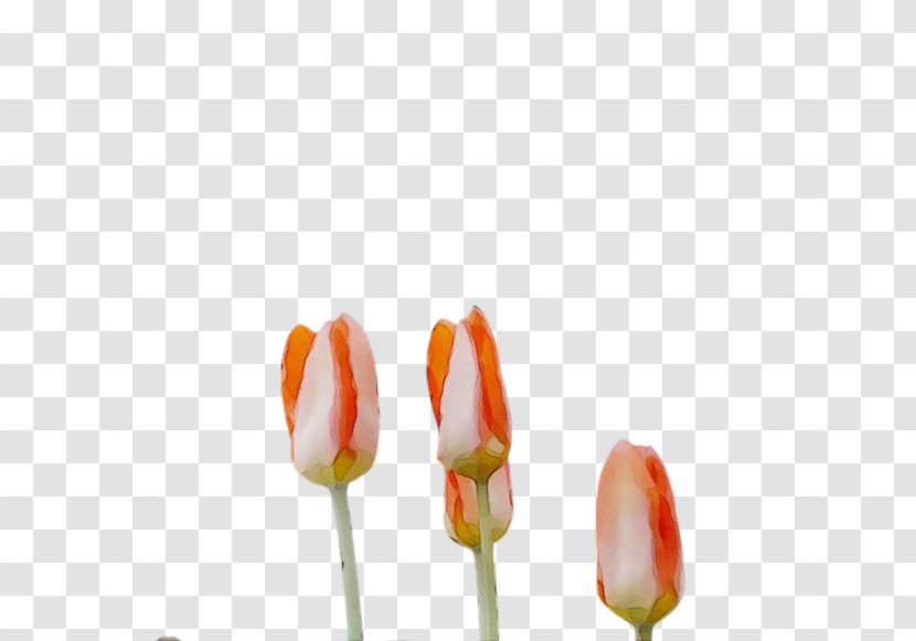 Plant Stem Flower Tulip Petal Bud Transparent PNG
