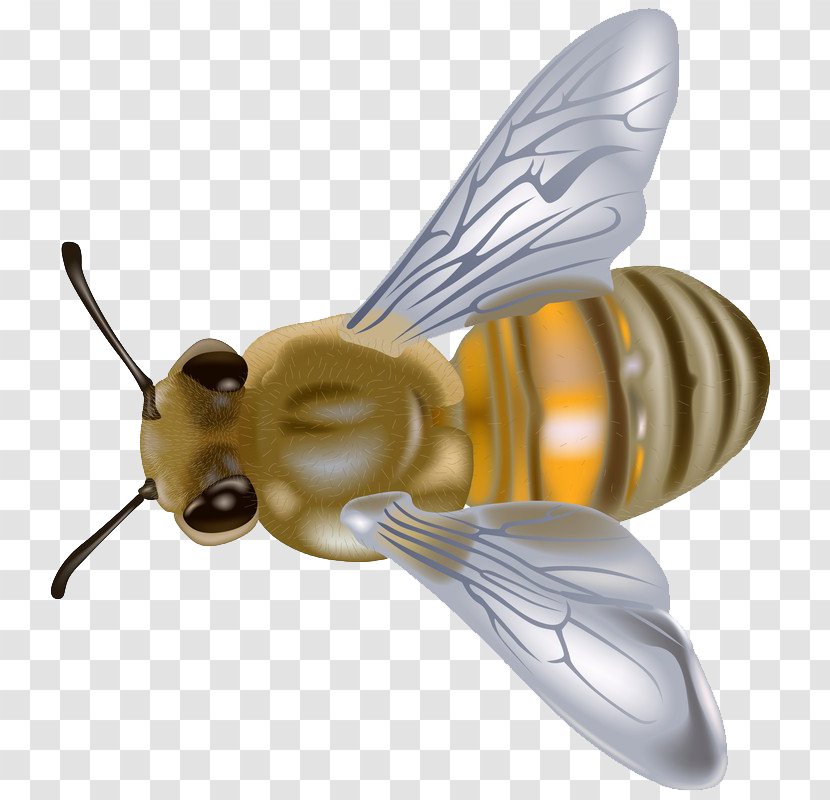 Western Honey Bee Clip Art - Insect - Bees Images Transparent PNG