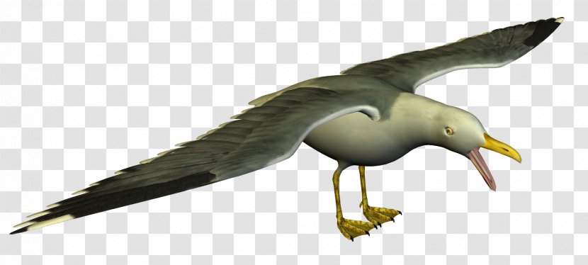 Gulls Clip Art - Wing - Gull Transparent PNG