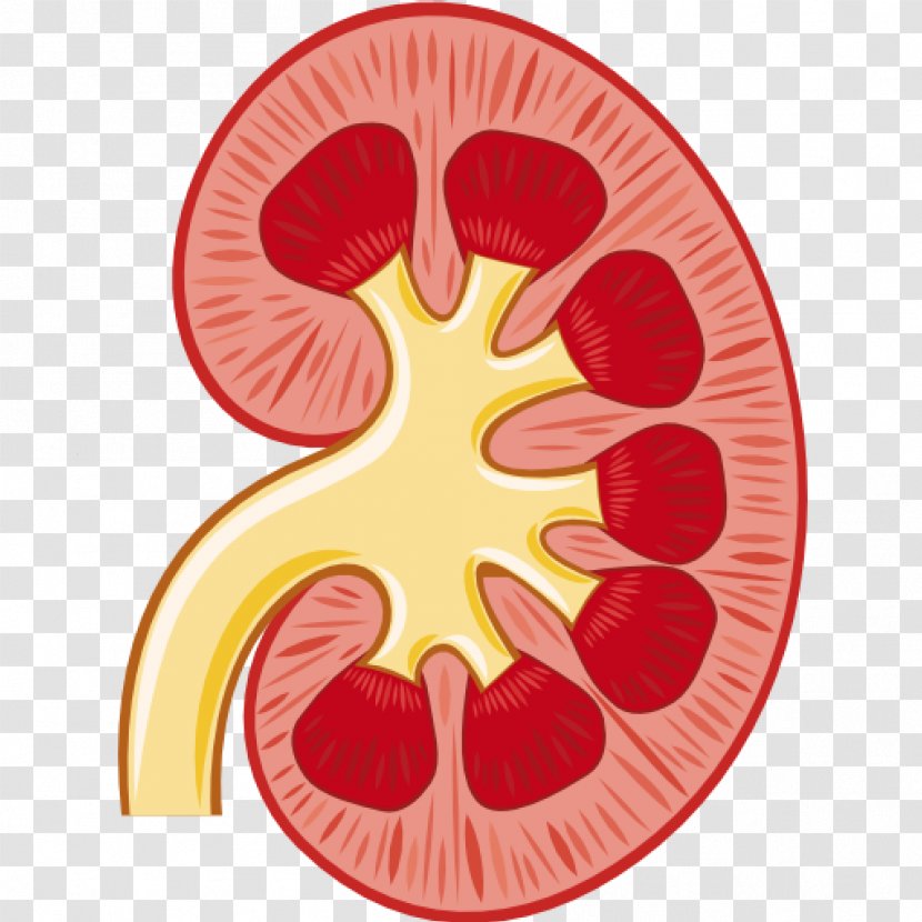 Kidney Renal Pelvis Artery Clip Art - Anatomy Transparent PNG
