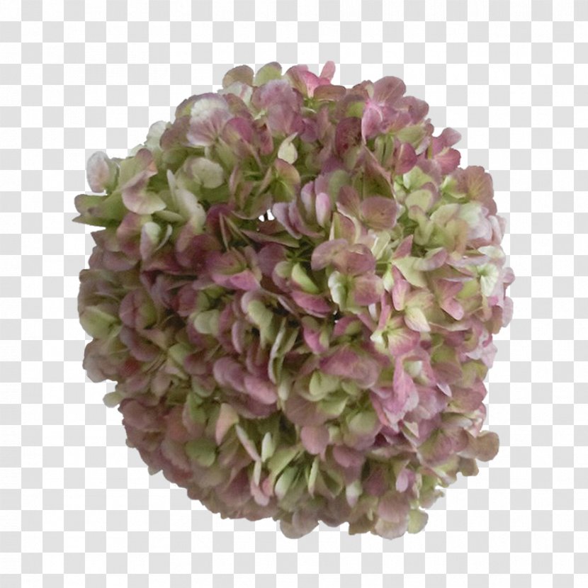 Hydrangea Lilac Colombia Blue Cut Flowers Transparent PNG