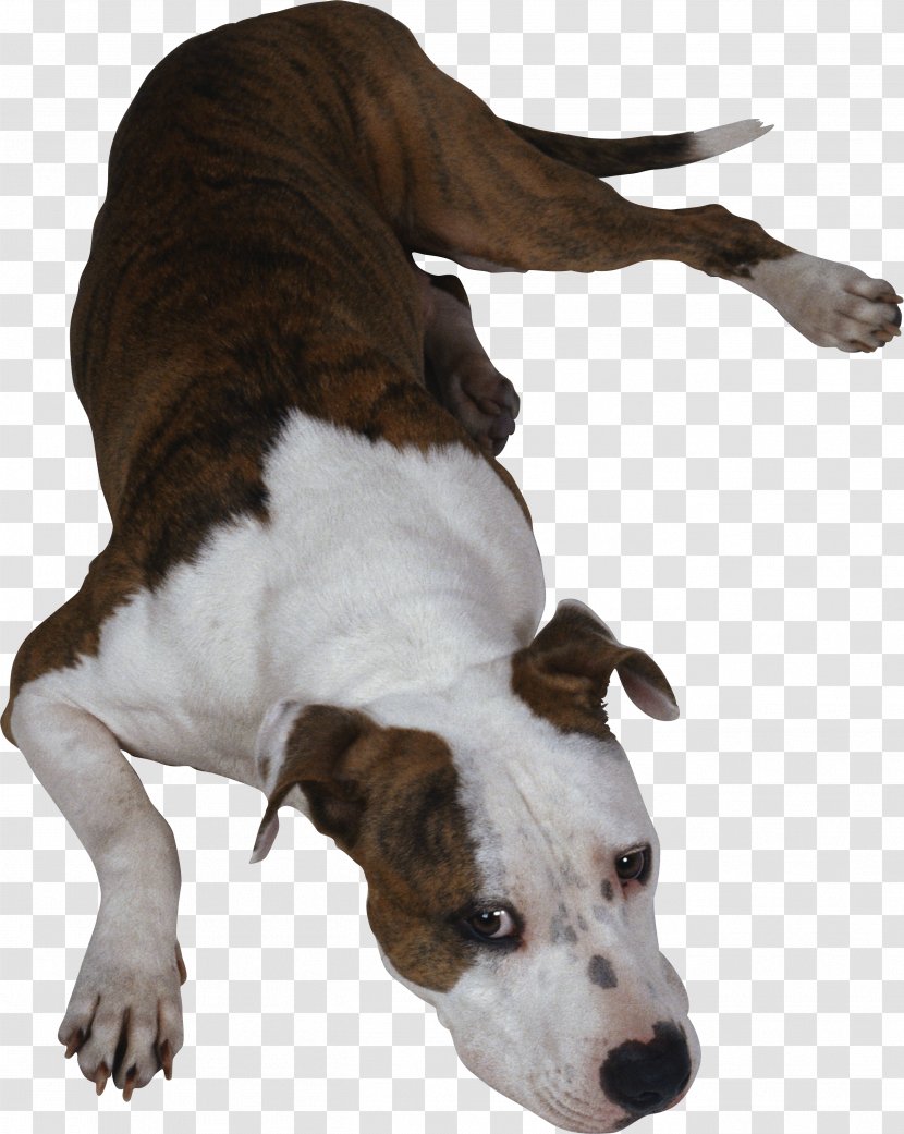 Dog Breed Hot Collar Transparent PNG
