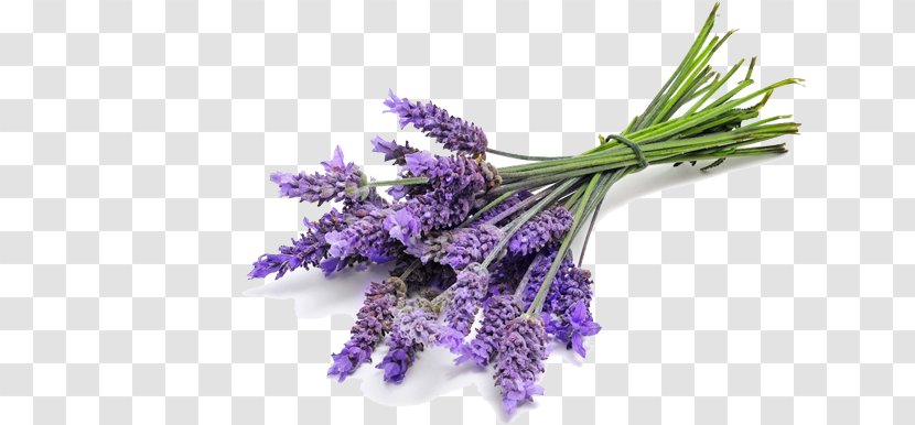 English Lavender Essential Oil Lavandula Latifolia - Steam Distillation Transparent PNG