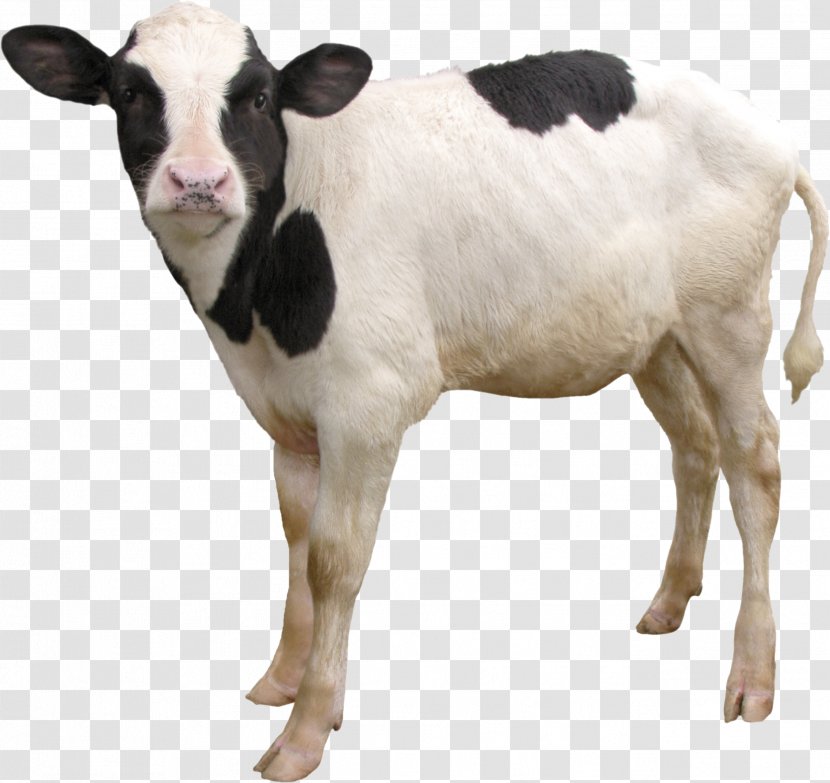 Goat Cartoon - Gyr Cattle - Goats Animal Figure Transparent PNG