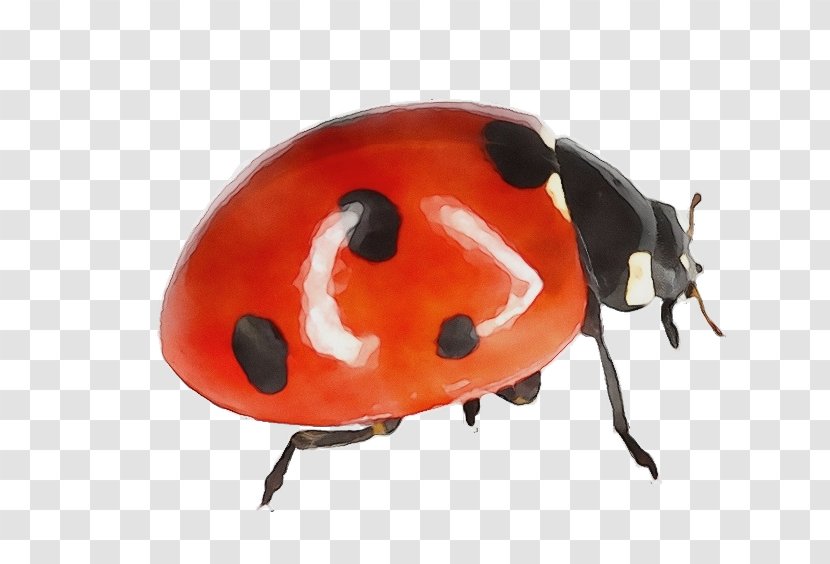 Ladybug - Insect - Leaf Beetle Helmet Transparent PNG