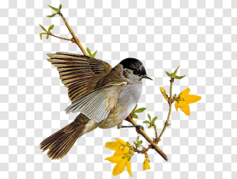 Animation Bird Gfycat - Fauna - Blog Transparent PNG