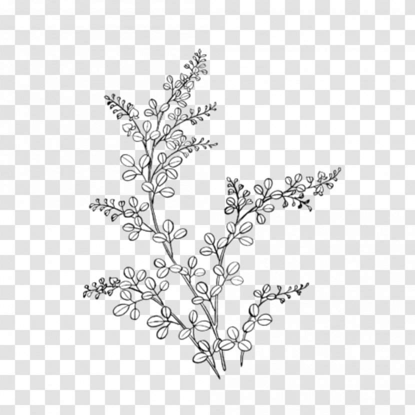 Branch Tree Plant Twig Flower - Leaf Woody Transparent PNG