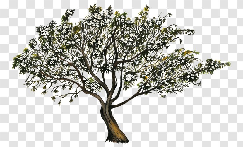Ipomoea Arborescens Description Tree Romantic Comedy - Plant - Flower Album Transparent PNG