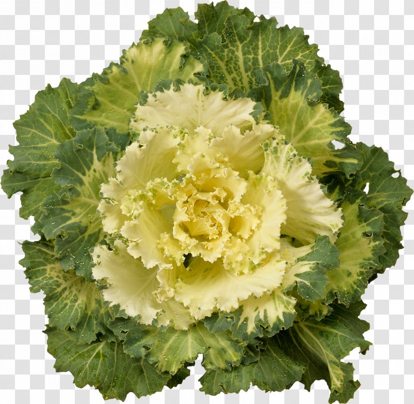 Cabbage Kale Cauliflower Brussels Sprout Broccoli - Brassica Oleracea - Green Flowers Transparent PNG