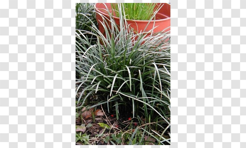 Flowering Bulbs Liriope Spicata Lily Turf Groundcover Plant Transparent PNG