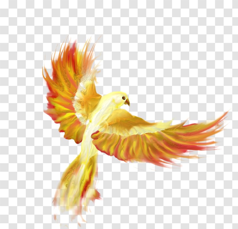 Firebird Drawing Phoenix Desktop Wallpaper - Wing - Animals Birds Transparent PNG